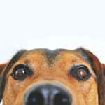 La feria de comercio y mascotas llega a Getafe